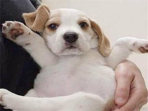 小奶狗太瘦如何快速长胖,小奶狗胖起来