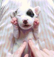 小奶狗太瘦如何快速长胖,小奶狗胖起来