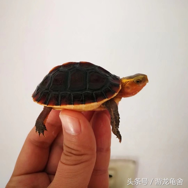 黄缘闭壳龟高背好还是安缘好,黄缘闭壳龟蛋怎么孵化高背