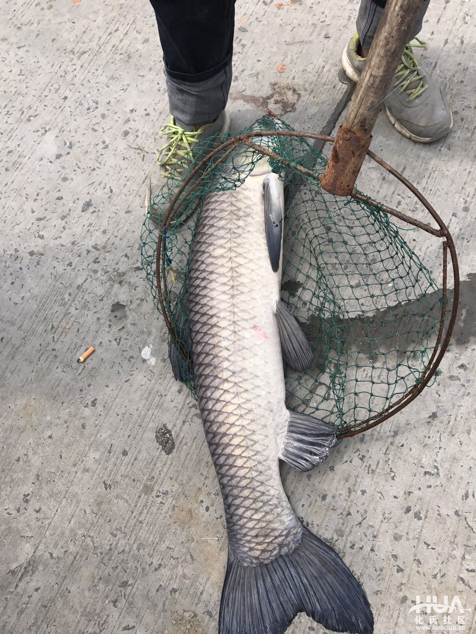 一味ex5米4野钓,一味ex鱼竿黑坑