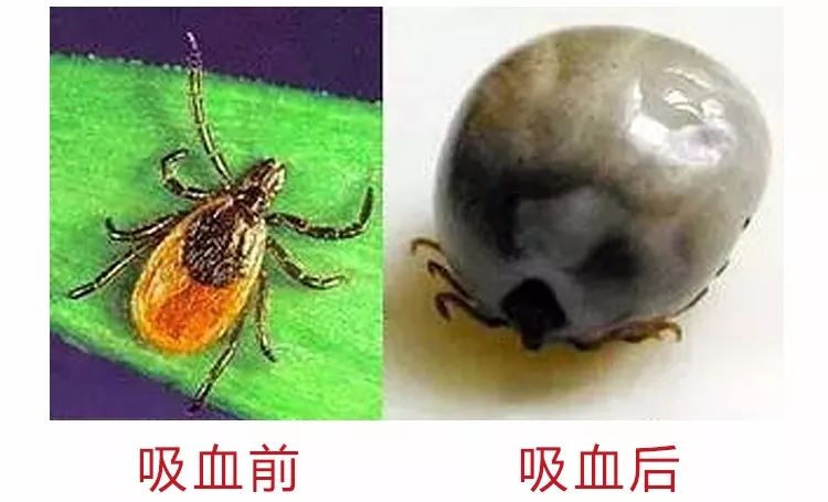 蜱虫常见的3个地方及解决技巧,蜱虫怎么预防出现在人身上
