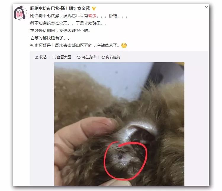 蜱虫常见的3个地方及解决技巧,蜱虫怎么预防出现在人身上