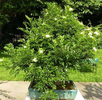 九里香盆景养护技巧和方法,九里香盆景要透气