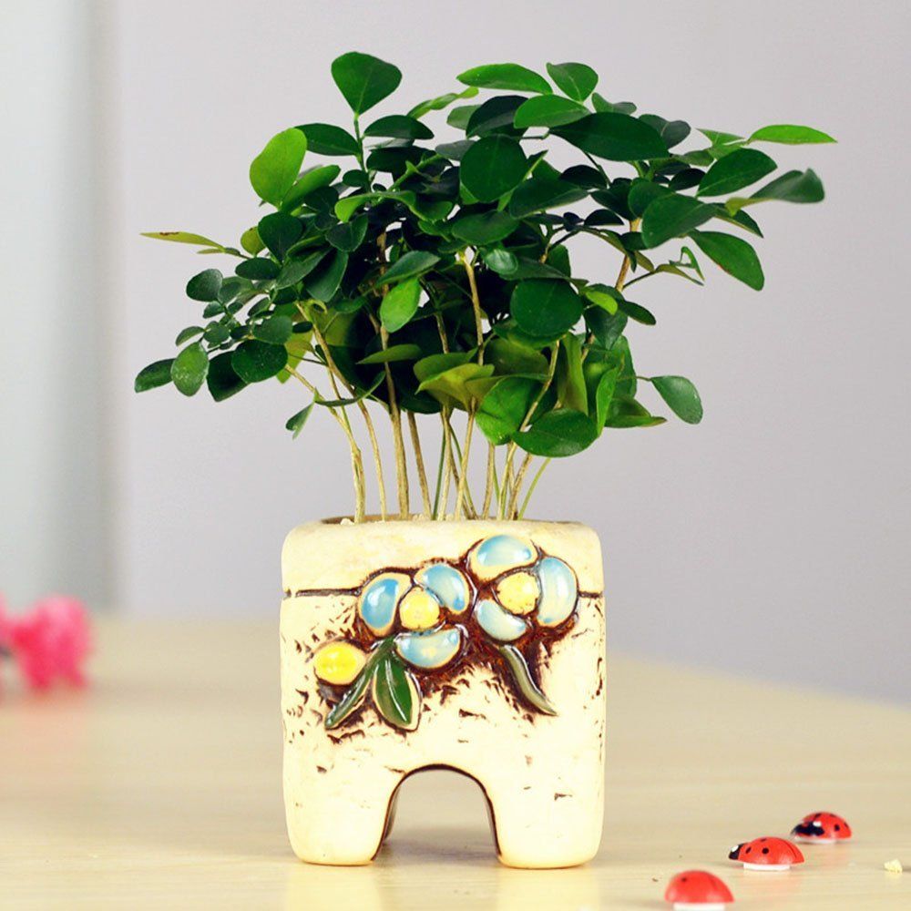 九里香盆景养护技巧和方法,九里香盆景要透气