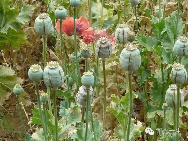 吸毒检测一般多久出结果,检测吸毒尿液几道杠是阴性