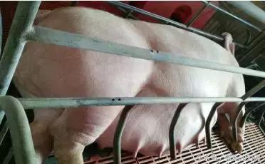 产前母猪不吃食怎么办,母猪产前产后不吃料是正常吗