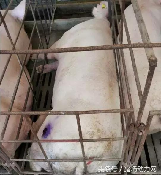 产前母猪不吃食怎么办,母猪产前产后不吃料是正常吗