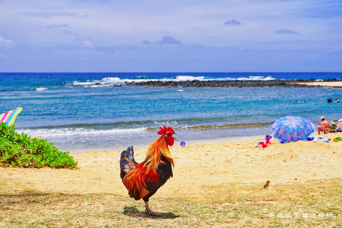 夏威夷最独特的沙滩,夏威夷最美海滩排行榜前十名