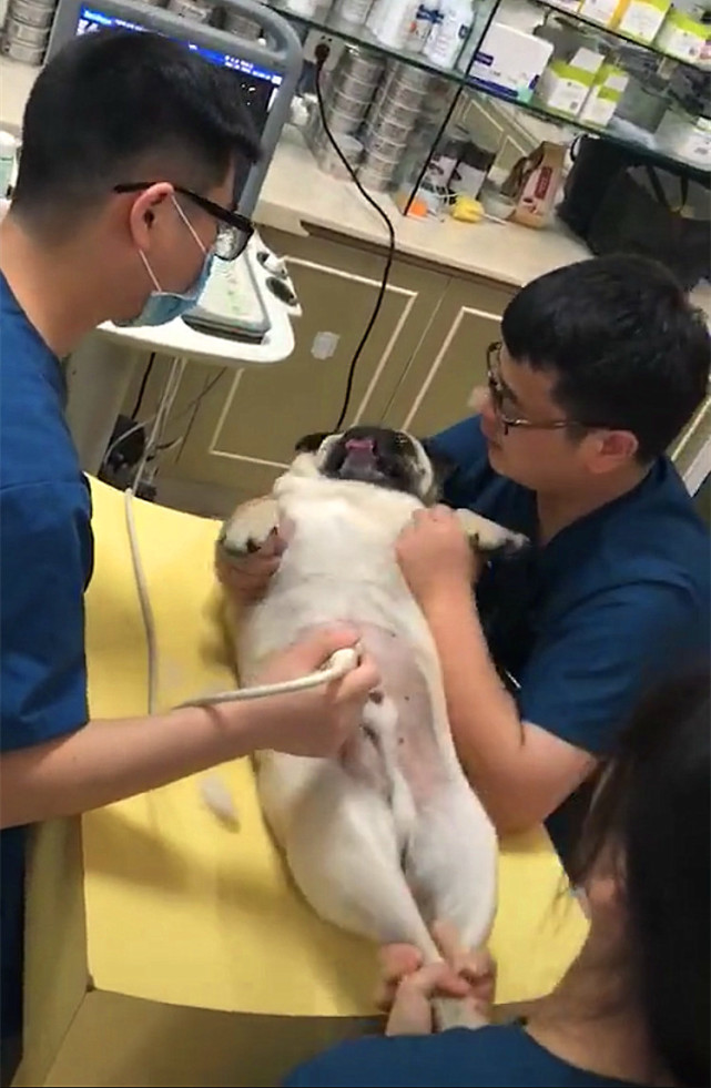 巴哥被主人怼到角落里骂,巴哥被打脸的视频