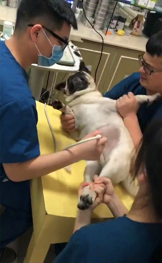 巴哥被主人怼到角落里骂,巴哥被打脸的视频