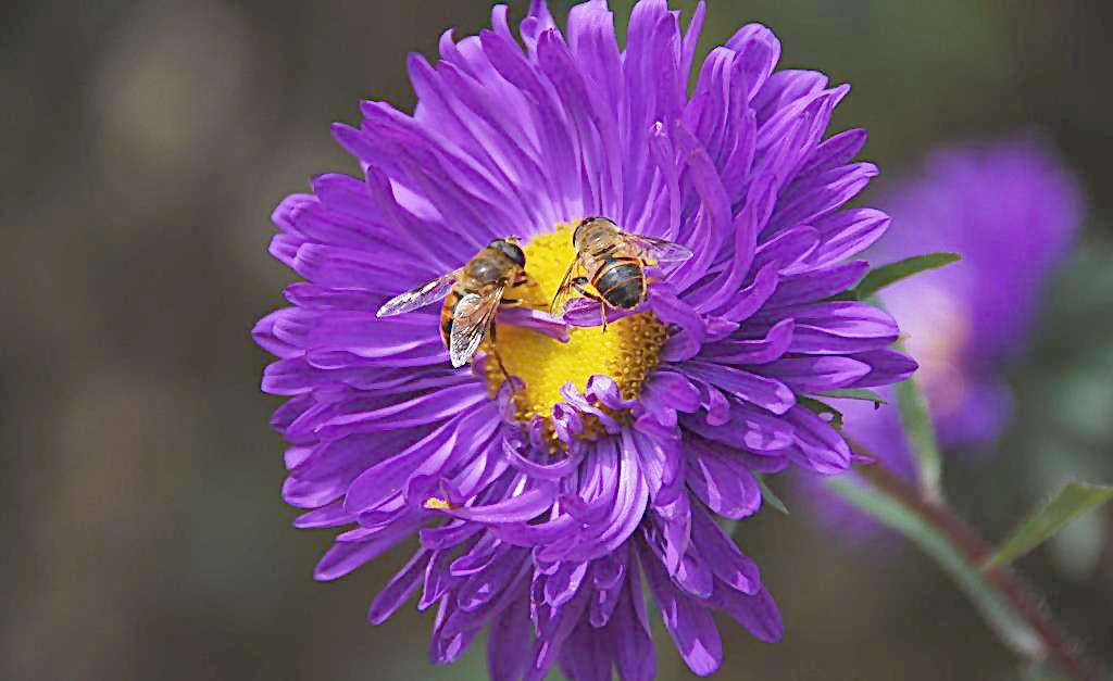 赞美小蜜蜂的诗句,赞美勤劳的小蜜蜂诗词