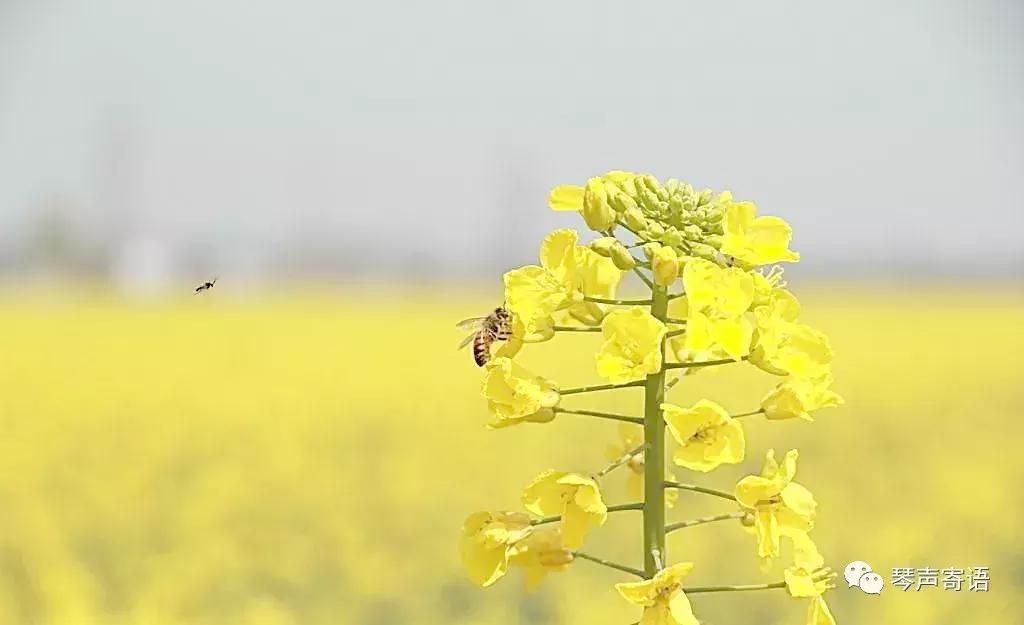 常用的文言写作语句,文言写作练习册