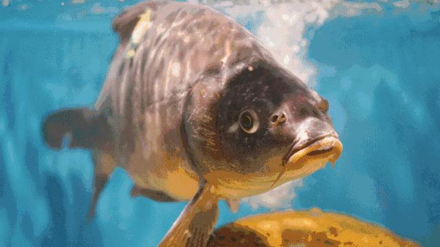 草帽当锅盖的石锅鱼,草帽蒸汽石锅鱼