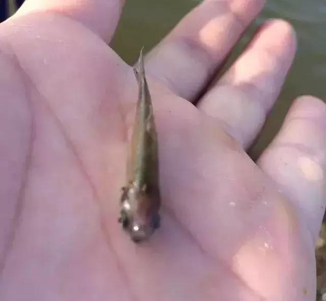 鱼苗白嘴白须怎么回事,鱼苗白头白嘴用什么药