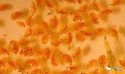 鱼苗白嘴白须怎么回事,鱼苗白头白嘴用什么药