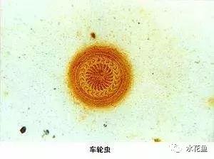 鱼苗白嘴白须怎么回事,鱼苗白头白嘴用什么药