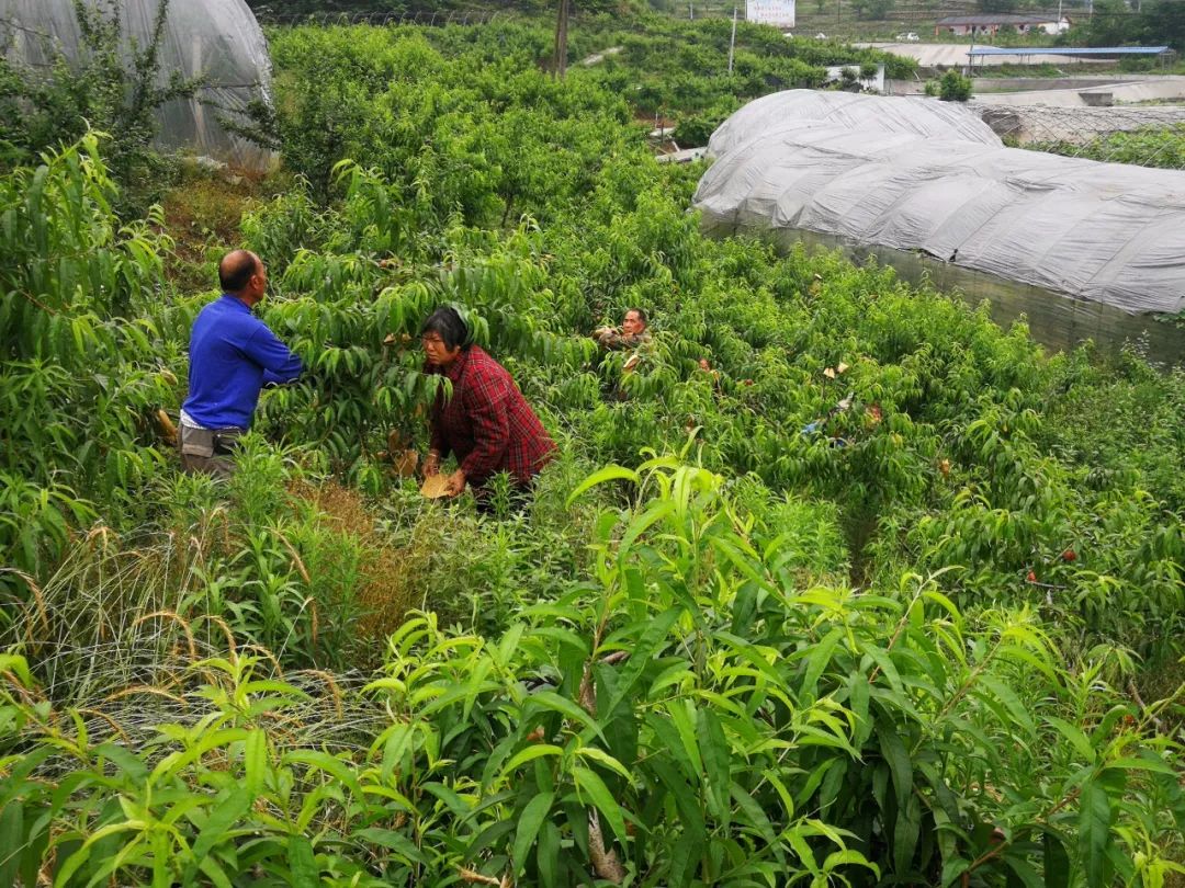 黄金桃采摘节等你来,油桃采摘节到来