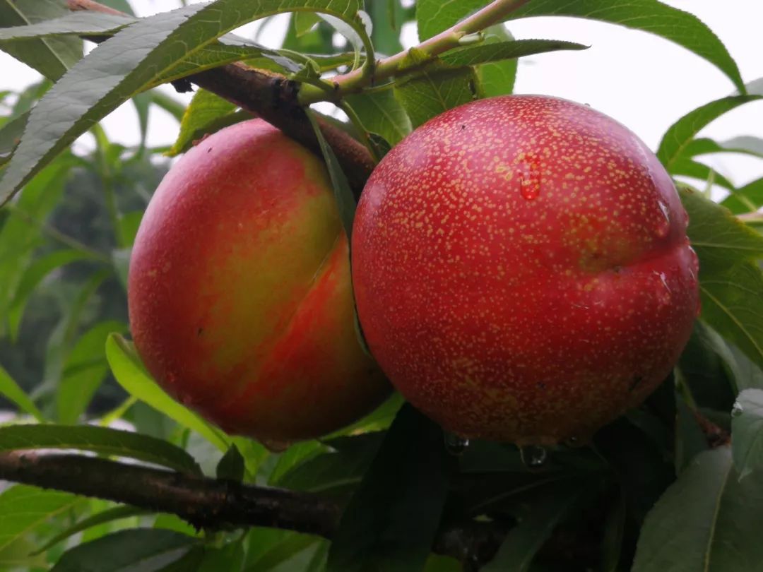 黄金桃采摘节等你来,油桃采摘节到来