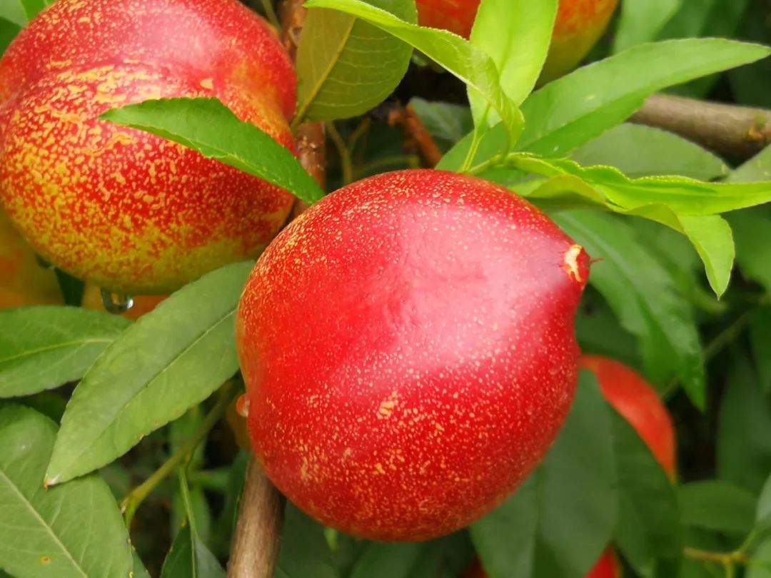 黄金桃采摘节等你来,油桃采摘节到来