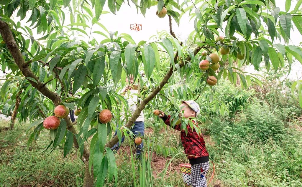 黄金桃采摘节等你来,油桃采摘节到来