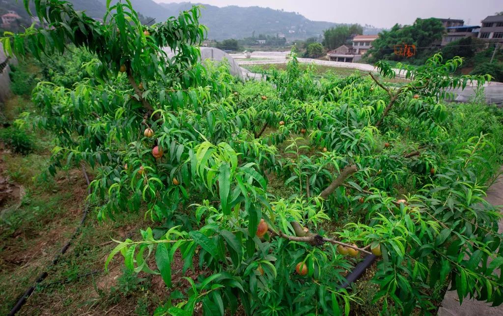 黄金桃采摘节等你来,油桃采摘节到来