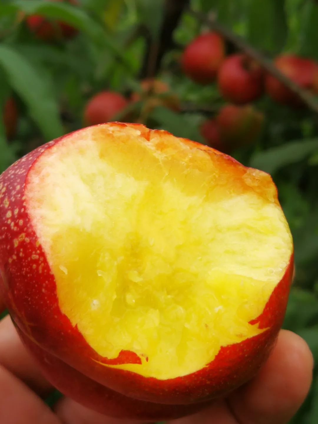 黄金桃采摘节等你来,油桃采摘节到来