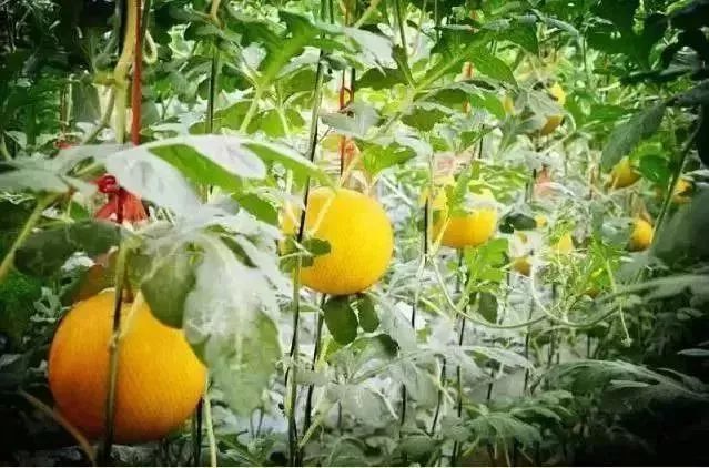 孟津周边一日游的绝佳去处,孟津秋季游必去的地方