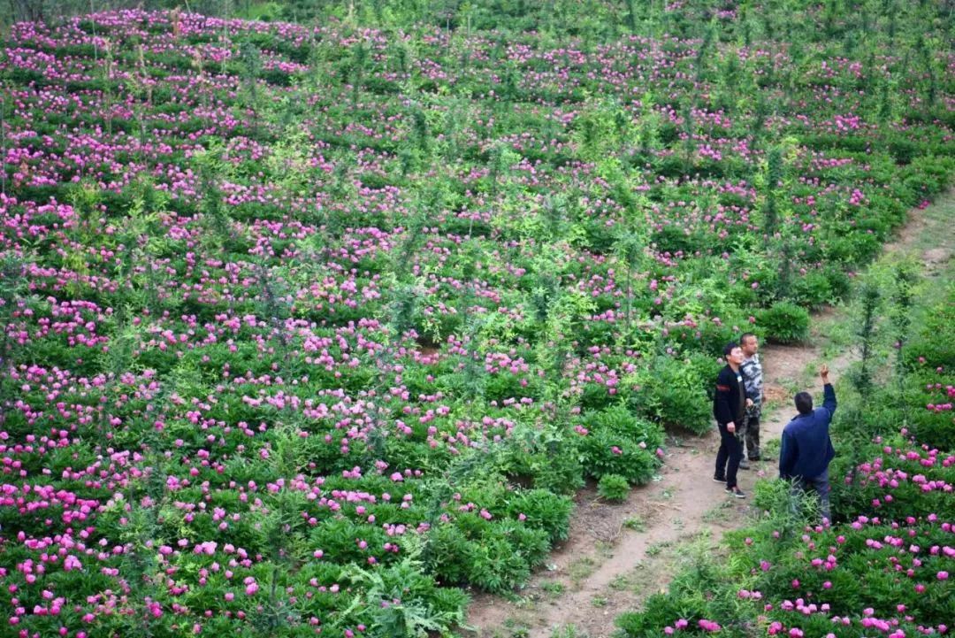 孟津周边一日游的绝佳去处,孟津秋季游必去的地方