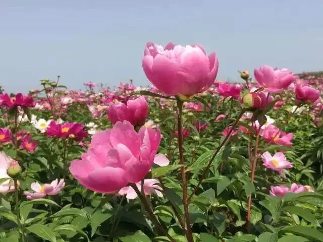 孟津周边一日游的绝佳去处,孟津秋季游必去的地方