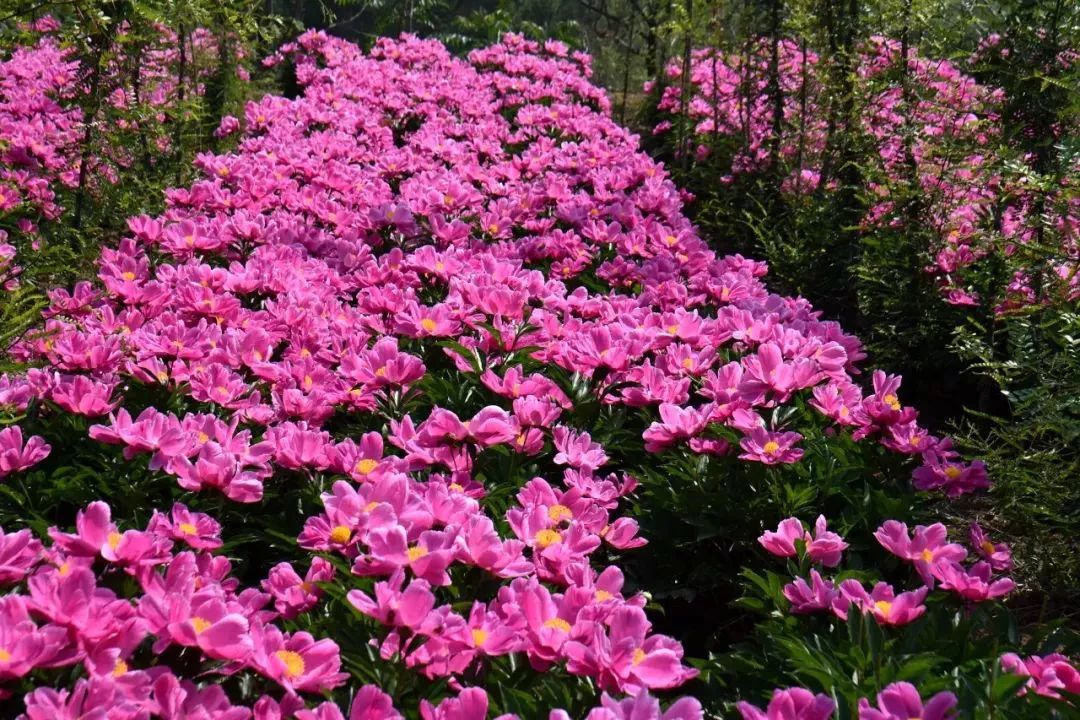 孟津周边一日游的绝佳去处,孟津秋季游必去的地方