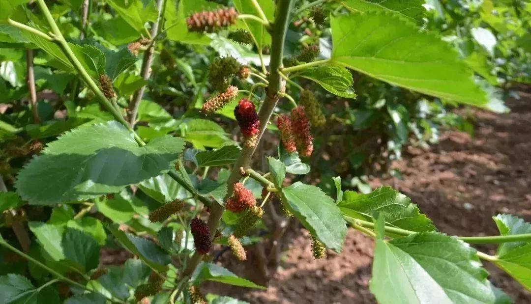 孟津周边一日游的绝佳去处,孟津秋季游必去的地方