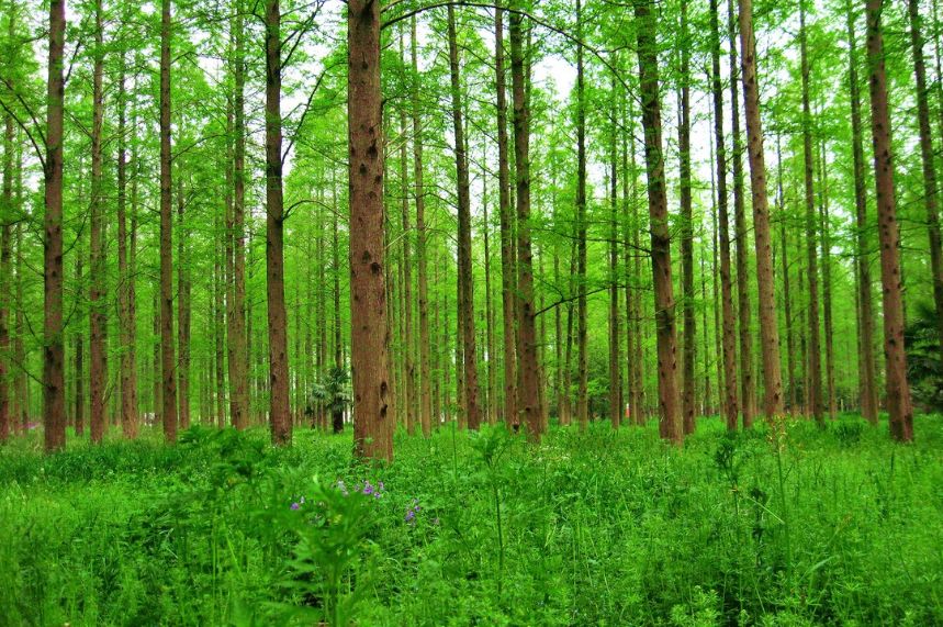 崇明森林酒店,崇明森林旅游度假酒店
