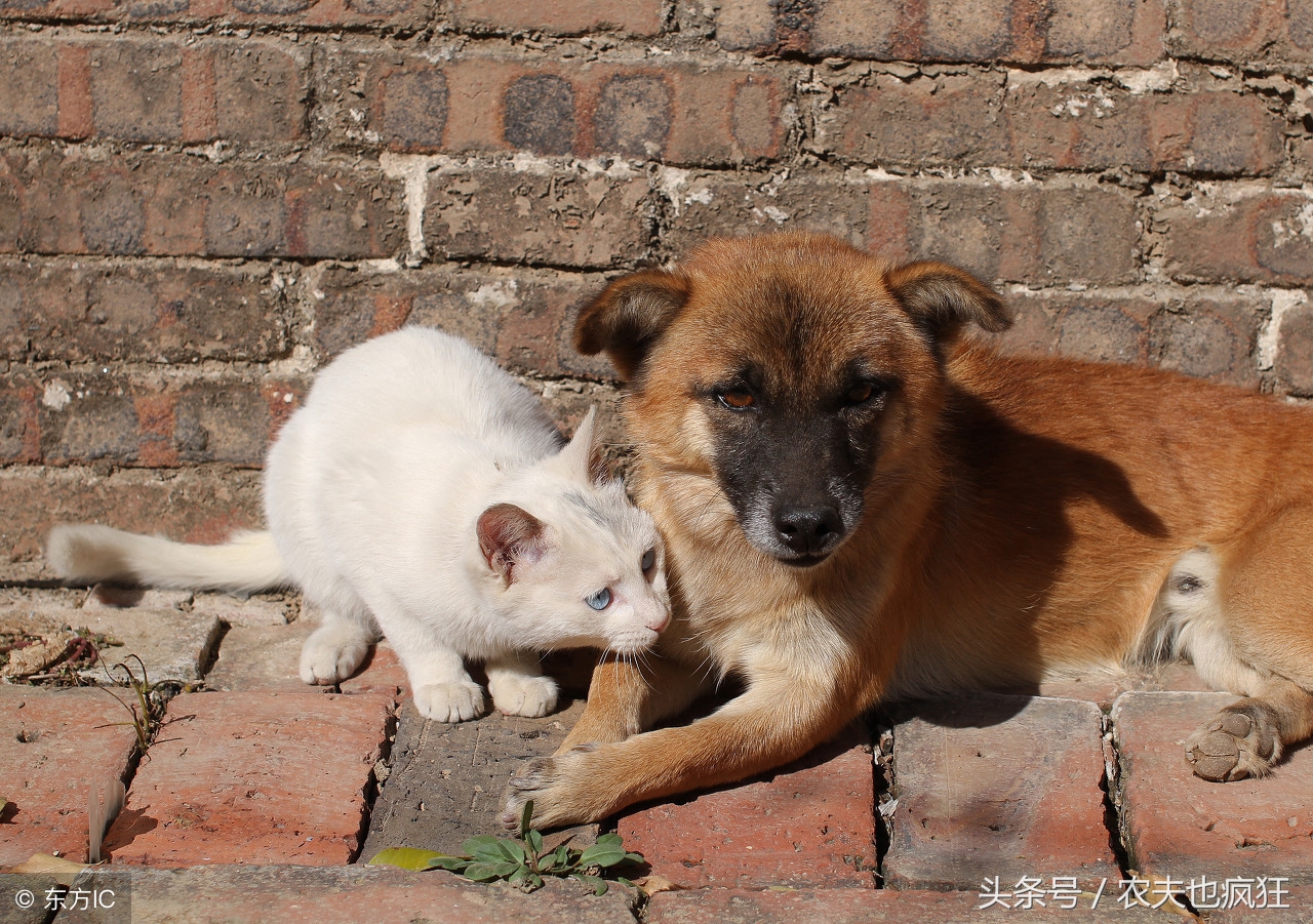 狗肚装不了二两香油是什么意思啊,狗肚子撑不住二两油啥意思