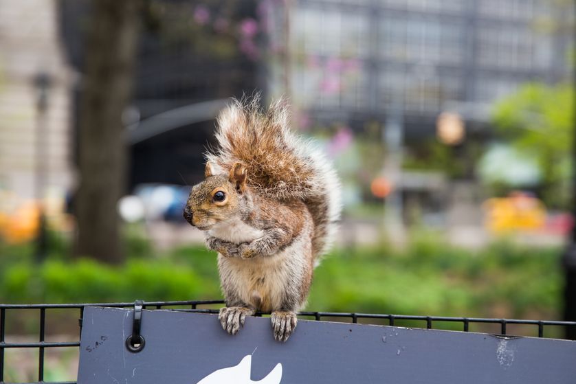 松鼠在动物界的分类,松鼠的行为介绍