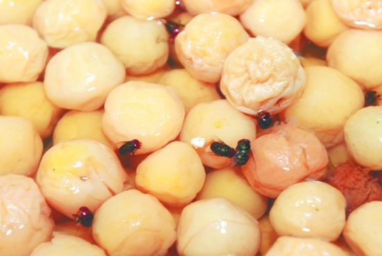 苍蝇太多怎样消灭苍蝇,夏天苍蝇太烦人教你一招解决