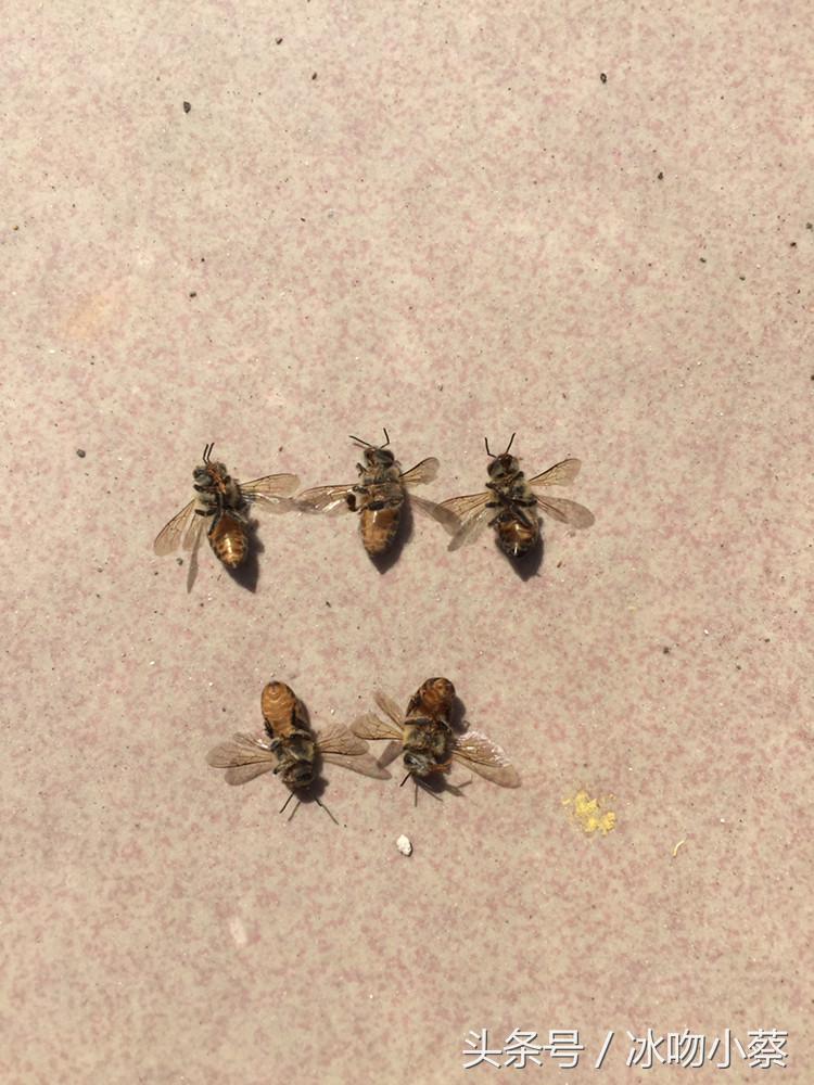 打农药怎样防治蜜蜂中毒,蜜蜂农药中毒会灭群吗