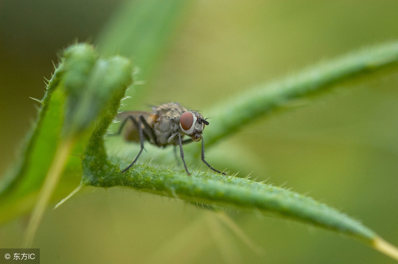 苍蝇太多怎样消灭苍蝇,夏天苍蝇太烦人教你一招解决