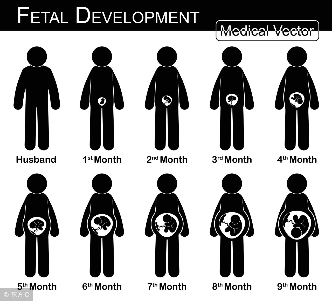 胎儿0-40周发育情况及孕妈身体指标汇总！你娃是这样长大的！