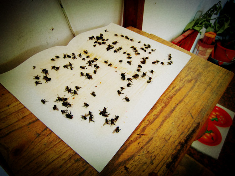 苍蝇太多怎样消灭苍蝇,夏天苍蝇太烦人教你一招解决