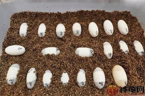 龟苗孵化要注意什么事项,龟苗孵化期什么时候