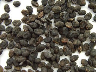 那些你以为很美的中药名,有趣的中药名称大全集