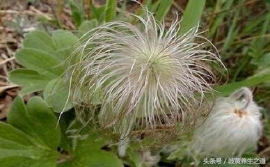 那些你以为很美的中药名,有趣的中药名称大全集