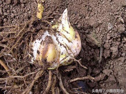 百合花怎么养才开花快,百合花怎么养才能花开得快