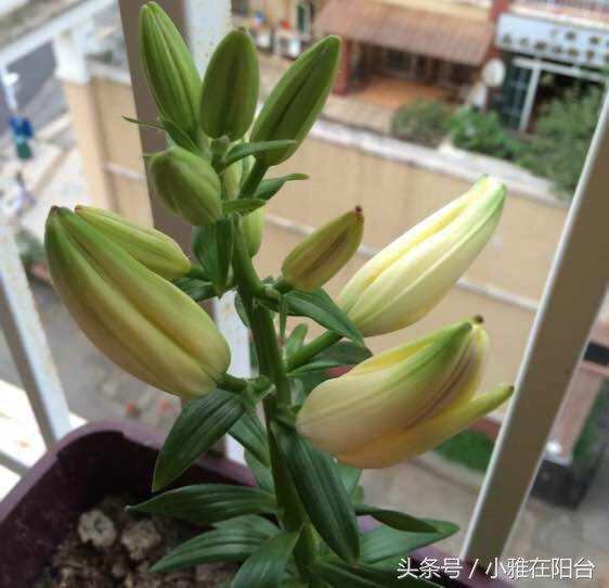 百合花怎么养才开花快,百合花怎么养才能花开得快