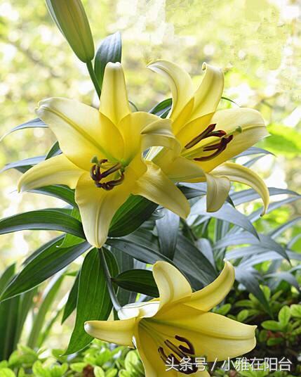 百合花怎么养才开花快,百合花怎么养才能花开得快