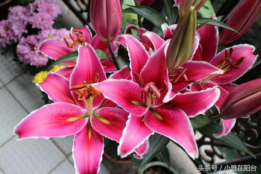 百合花怎么养才开花快,百合花怎么养才能花开得快