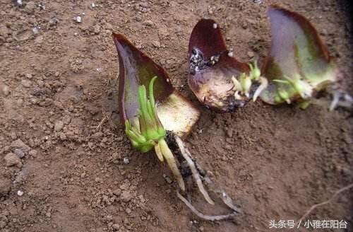 百合花怎么养才开花快,百合花怎么养才能花开得快