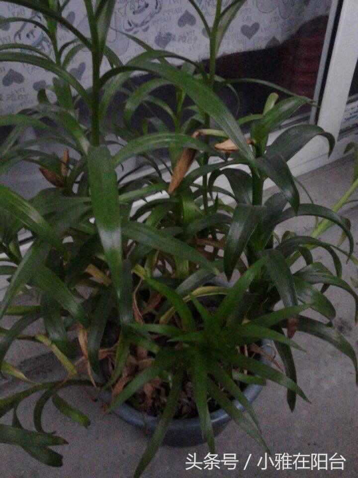 百合花怎么养才开花快,百合花怎么养才能花开得快