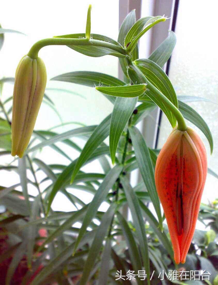 百合花怎么养才开花快,百合花怎么养才能花开得快