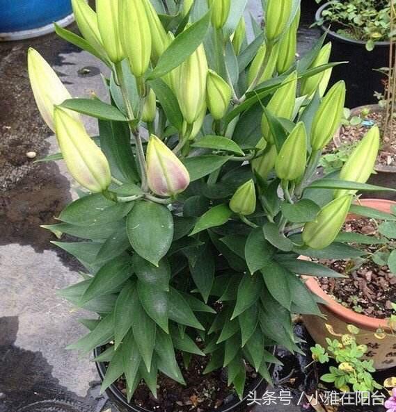 百合花怎么养才开花快,百合花怎么养才能花开得快